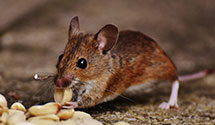 24 Hour & Emergency Exterminators in Rheems, PA
